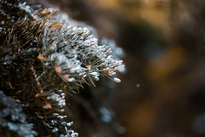 Ice crystal balancing on a pine needle of a pine tree outside