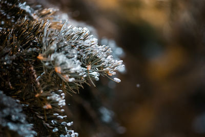 Close-up of frozen plant