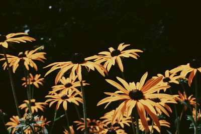 Close-up of yellow flowers blooming in park