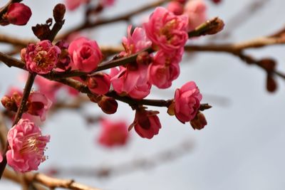 Close-up of pink cherry blossoms in spring