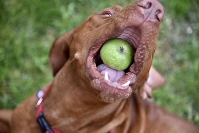 Vizsla dog  eats an apple