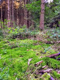 View of trees in forest