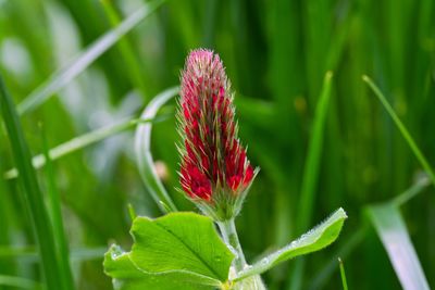 Close-up of red flower on plant