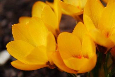 Close-up of yellow flowering plant