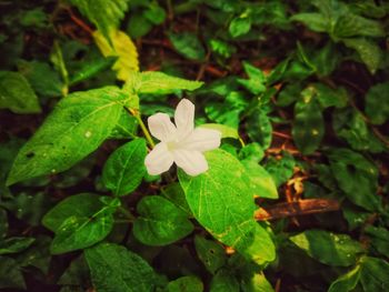 High angle view of white flowering plants