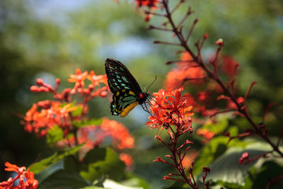 Close-up of butterfly pollinating on flower