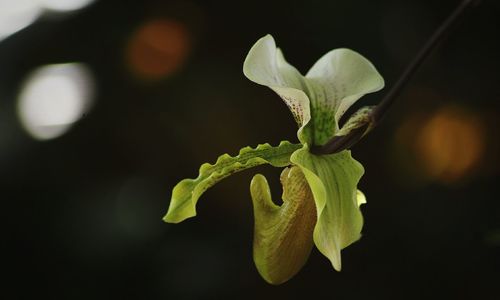 Close-up of flower against blurred background