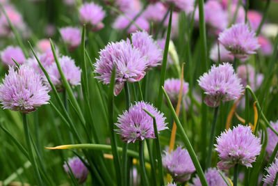 Close-up of pink flowering plants in field