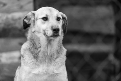 Close-up portrait of dog looking away outdoors