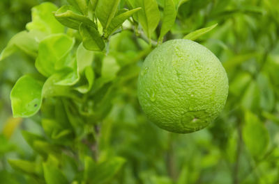 Green mosambi or sweet lime with green leaves in the garden with blur background in landscape.	