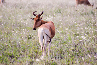 Rear view antelope of standing on grassy field