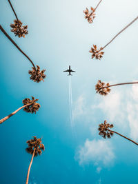 Directly below shot of trees and airplane against sky