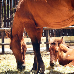 Horses standing in ranch