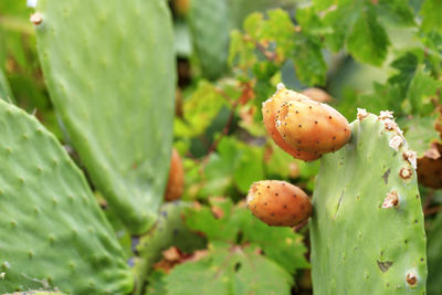 Close-up of prickly pear cactus