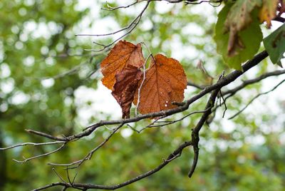 Close-up of dry leaves on branch against blurred background