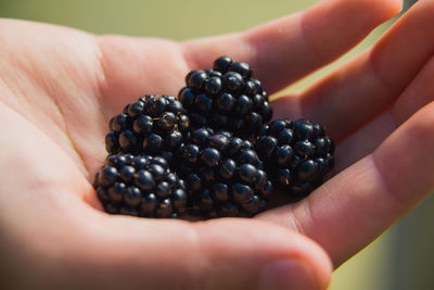 A handful of blackberries in a woman's hand.