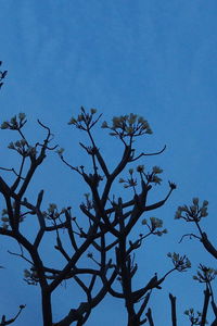 Low angle view of tree against clear blue sky