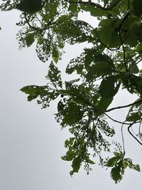 Low angle view of tree against sky