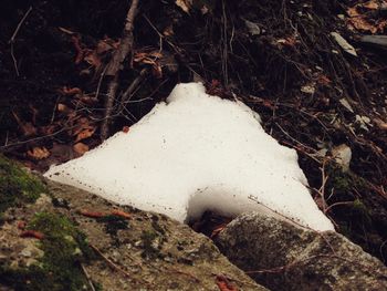 Close-up of plants