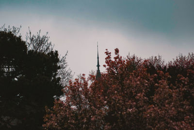 Low angle view of flowering plants against sky