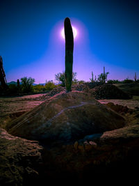 Cactus in desert against sky at night