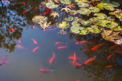 Fish swimming in lake