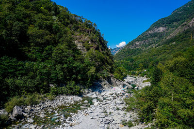 Scenic view of forest against clear blue sky