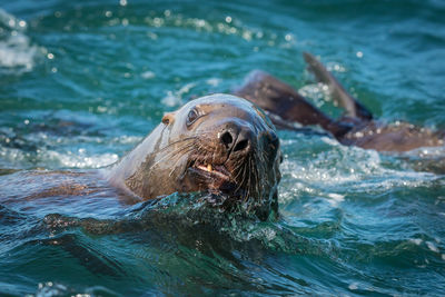 Sea lion swimming in sea