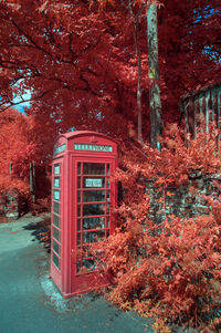 Red telephone booth by trees during autumn