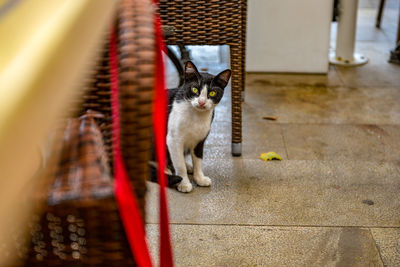 Portrait of cat sitting on floor