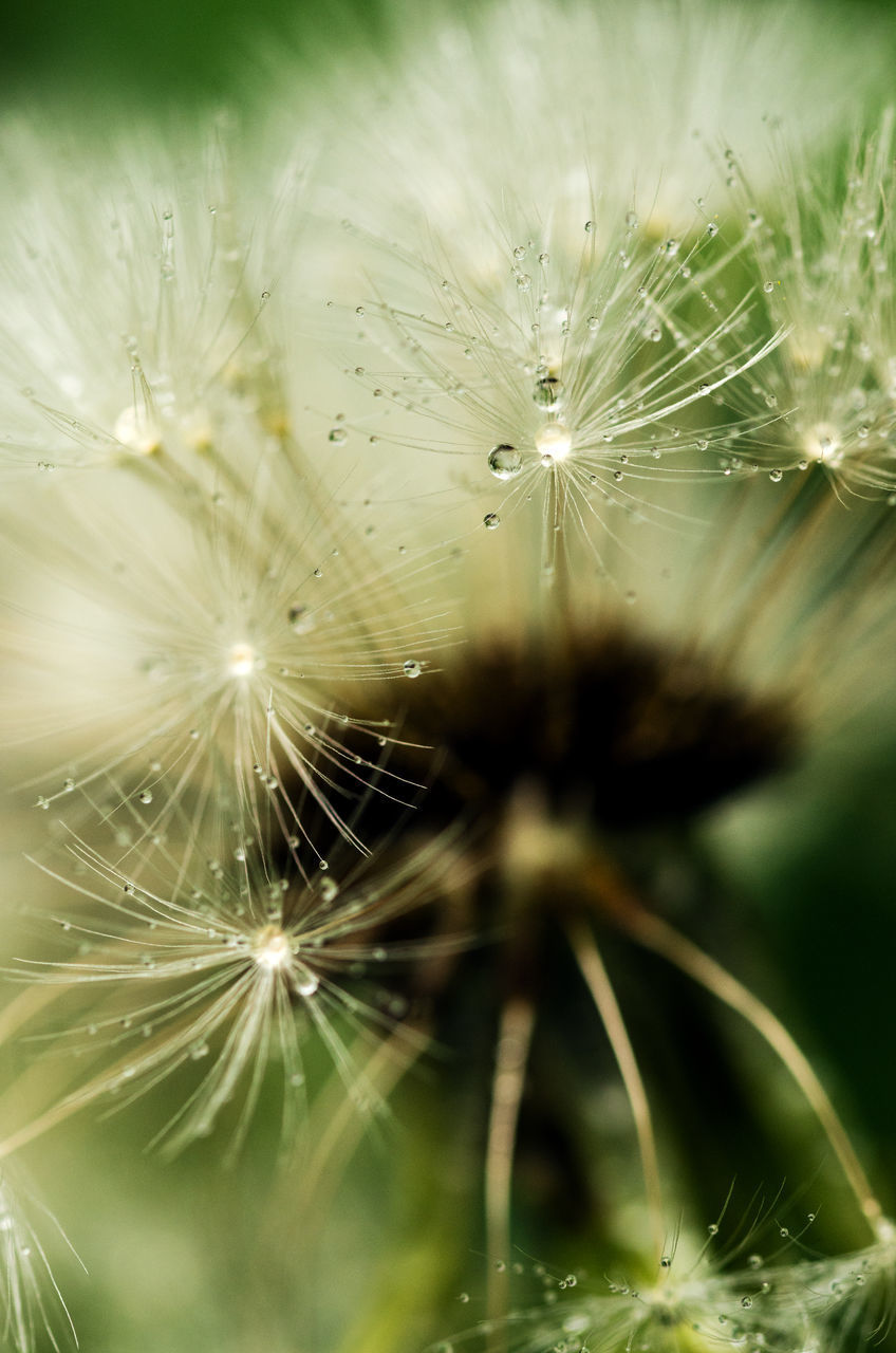 CLOSE-UP OF SPIDER WEB AGAINST BLURRED BACKGROUND