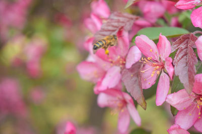 Close-up of bee on pink flower