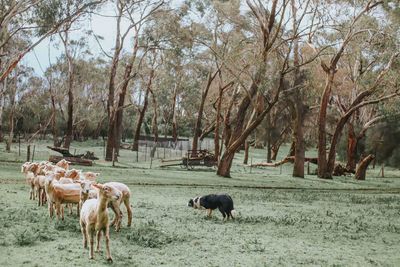 Horses in a field