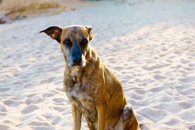 Portrait of dog on sand at beach