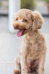 Close-up of a dog looking away