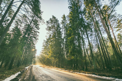 Road amidst trees in forest against sky