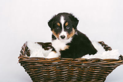 Portrait of a dog against white background