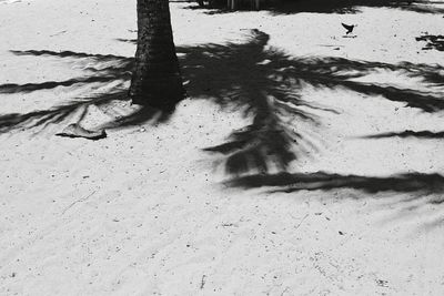 View of tree trunk