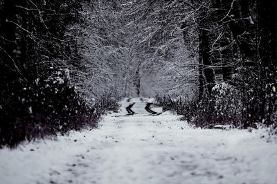 Trees on snow covered land