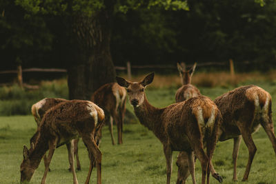 group of animals