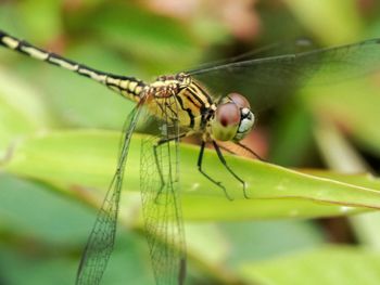 Close-up of dragonfly on leaf