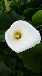 Close-up of lotus water lily