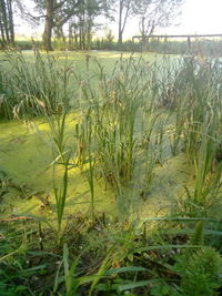 Close-up of grass on field by lake