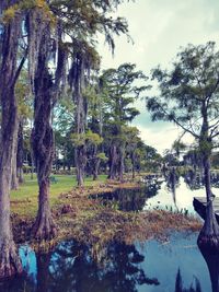 Trees by lake in forest against sky