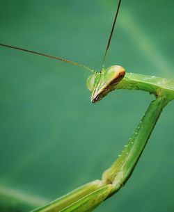 Close-up of insect on leaf