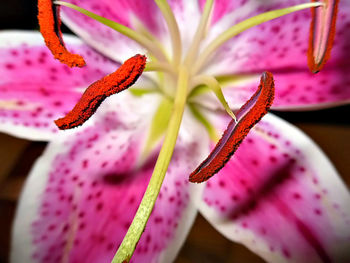 Close-up of pink flower