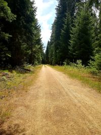 Empty road along trees and plants