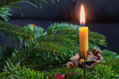 Close-up of lit candles on plant