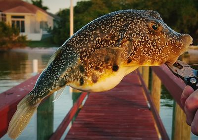 Cropped image of hand holding puffer fish on pier