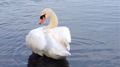 Bird flying over lake